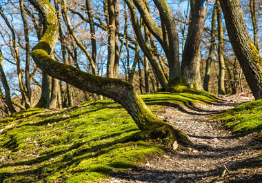 skog